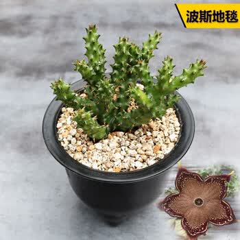 浅绿色 波斯地毯7-9cm 裸根不带土