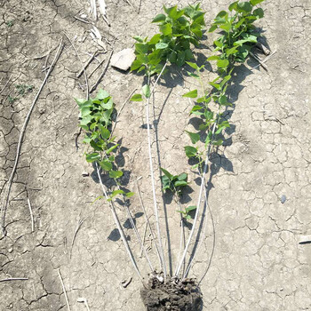 丁香花树苗庭院绿化植物四季花香盆栽地栽紫白丁香树苗当年开花6公分