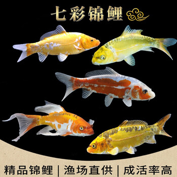 黄金锦鲤鱼观赏鱼冷水鱼好养耐活养不死淡水鱼金鱼宠物活物鱼苗 德系