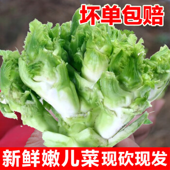 四川兒菜新鮮5斤娃娃菜抱兒母子耳菜農家自種鹹菜原料蔬菜 500g