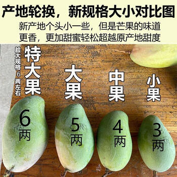 广西金煌芒青芒芒果现摘新鲜当季水果非台农贵妃芒爆甜整箱批发 青
