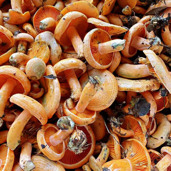 菌野生菌松菇谷熟菇铜绿菌蘑菇松乳菇菌 中朵未开伞 500g【图片 价格