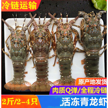 郎纳新威龙虾大青龙虾海鲜鲜活波士顿龙虾冷冻水产花龙虾小青龙虾生鲜广东地区 专拍 尝鲜试吃款 约4两1只 图片价格品牌报价 京东
