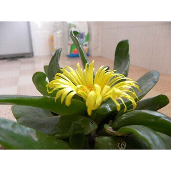 宛彦君 佛手托金多肉植物仙人佛手掌 佛手托银舌叶花舌叶兰宝绿花