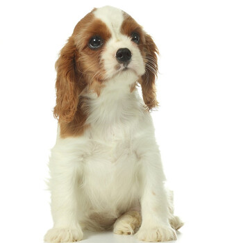 45天质保查理王小猎犬幼犬活体纯种宠物狗狗查理王幼崽小型犬颜值s级