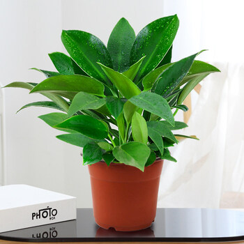 中梦水培植物金钻万年青花卉盆栽植物办公室内绿植小金钻20cm3棵原土