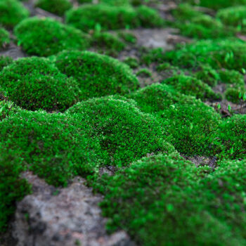 青苔藓盆景苔藓微景观青苔盆景装饰造景植物铺面鲜活假山水陆缸diy