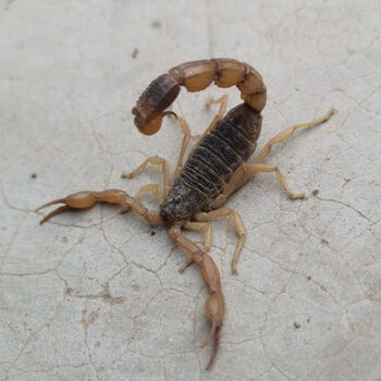 沂蒙食用活蝎子宠物泡酒蝎子活体超大毒山蝎王东亚钳蝎苗30只老公蝎王