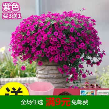 进口矮牵牛花种子垂吊花卉盆栽牵牛花四季易种观花植物花籽套装紫色 0粒 盆土肥 图片价格品牌报价 京东
