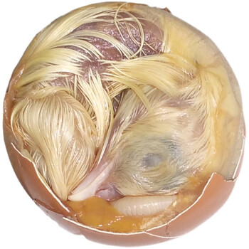 活珠子新鲜18天生毛鸡蛋毛蛋生喜蛋旺30枚