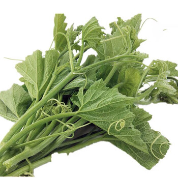 新鲜南瓜藤徐州南瓜头苗时令蔬菜南瓜叶藤蔓南瓜尖南瓜梗现摘 1斤