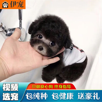 纯种宠物狗活体小狗崽茶杯犬泰迪熊贵宾犬 宠物级 s级 公【图片 价格
