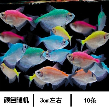 天弗彩裙魚彩虹魚彩旗熱帶魚觀賞魚活體魚苗新手群游魚淡水好養接吻魚