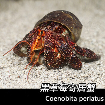 宠物寄居蟹28cm多品种草莓灰白短腕活体陆生淡水新手宠物蟹黑莓寄居蟹