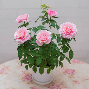 玫瑰花盆栽带花苞月季室内阳台客厅桌面植物花苗盆景四季花卉粉色带