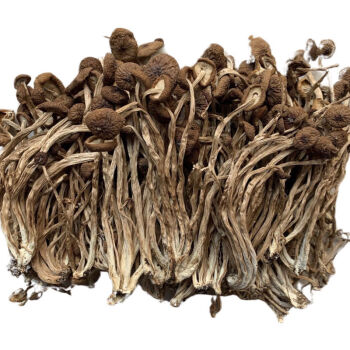 菌无硫干货鹿茸菇碎片菇类煲汤鹿茸菇碎片250g半斤装精选茶树菇1斤