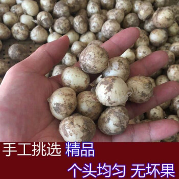 新货四川苦藠苦叫苦蕌头小蒜苦茭团葱葱头薤白苦蒜小根葱1斤