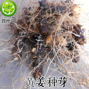 根火头根500g为一件【嘉万滋补品】 带芽头根茎2500g(5斤)【图片 价格