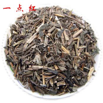 一点红 药食滋补新货 羊蹄草 红背叶 叶下红 马