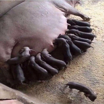 kjhgf纯种太湖母猪高产原种一代苏太猪崽怀孕母猪母猪苗小猪仔活猪