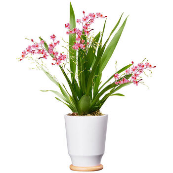 文心兰 梦香花卉盆栽 花香 花期长达1个月 红花 文心兰 2苗连体