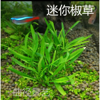 草缸前景水草植物活体阴性无需二氧化碳co2水下叶红色爬地入门迷你椒草一杯 图片价格品牌报价 京东 草缸前景水草植物活体阴性无需二氧化碳co2水下叶红色爬地入门迷你椒草一杯 图片价格品牌报价 京东