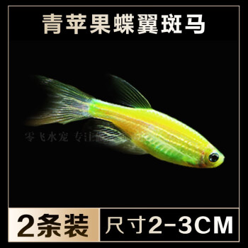 紅青蘋果翡翠檸檬藍莓斑馬魚冷水小型魚活體青蘋果蝶翼斑馬2條裝23cm