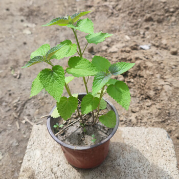 葉藿香苗老樁可食用植物盆栽廚房香植魚香霍香大茴香 老樁小苗原盆