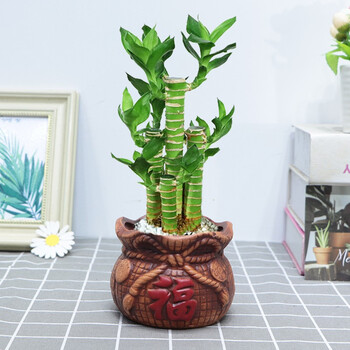 好养懒人吸水陶瓷盆竹子陶瓷盆栽花卉绿植步步高福袋陶瓷盆带盆栽好