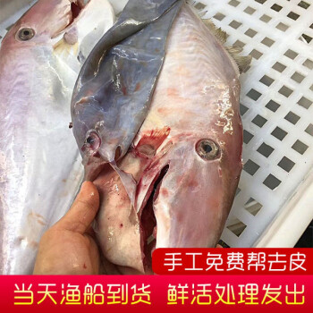 新鮮大號扒皮魚500g剝皮魚小號馬面耗兒魚冷凍橡皮魚海鮮水產大號扒皮