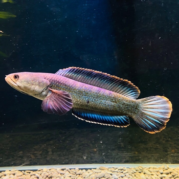 京选南鳢雷龙鱼观赏鱼冷水鱼龙鱼凶猛七彩雷龙淡水活彩虹雷龙鱼1922