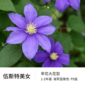 铁线莲早花大花型春早知皇帝银币盆栽大苗爬藤植物观花藤本花 伍斯特