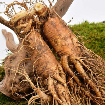 新鲜西洋参现挖大个西洋参整只新鲜带土高参龄非野人参花旗参10棵每棵