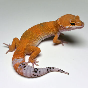 【火热促销】豹纹守宫新手入门蜥蜴爬宠活物幼体温顺可爱不咬人懒人