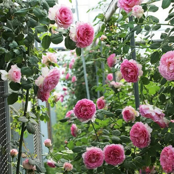 百萌(bai meng)经典藤本月季藤小伊月季 藤本小伊甸园 爬藤月季玫瑰四