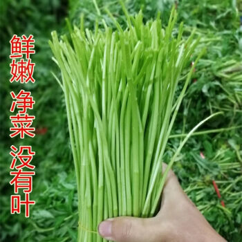 當季蘆蒿新鮮籬蒿蘆蒿去根去葉黎蒿新鮮蔬菜野菜藜蒿鮮嫩泥蒿3斤