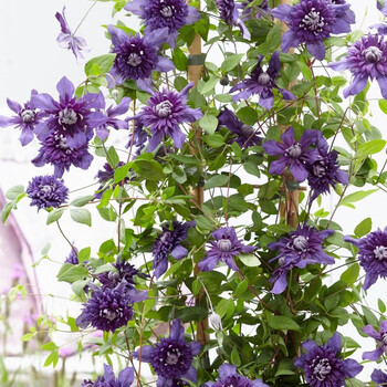 德骊嘉铁线莲爬藤水晶喷泉约瑟芬钻庭园阳台盆栽开花花卉铁线莲爬藤