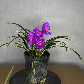 滇宝素兰花(全国) 超漂亮 金边蓝宝石兰花苗 有香味浓香建兰  朵芮蜜