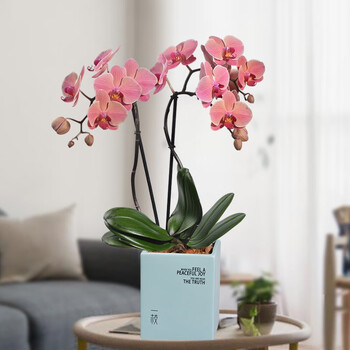 一枝蝴蝶兰 一枝蝴蝶兰纳博讷narbonne 2梗蝴蝶兰盆栽花卉兰花办公室室内客厅绿植礼品带花复古粉含盆冰岛绿方 行情报价价格评测 京东