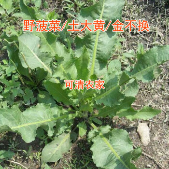 野菠菜根怎么吃图片