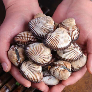 毛蚶鲜活毛蚶新鲜蛤蜊毛蛤血蛤大毛蚶海毛蛤无沙野生毛钳1斤尝鲜顺丰