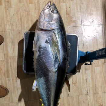新鲜黄鳍金枪鱼20-150斤生猛巨物深海鱼日本料理刺身整条称重发货