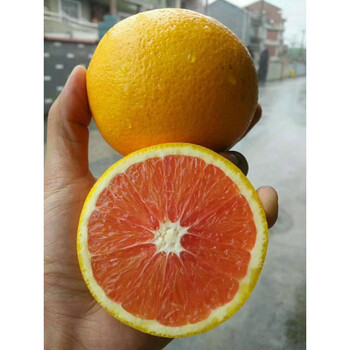 卡拉卡拉赣南血橙10斤装现摘新鲜孕妇水果红心肉塔罗科九月红橙
