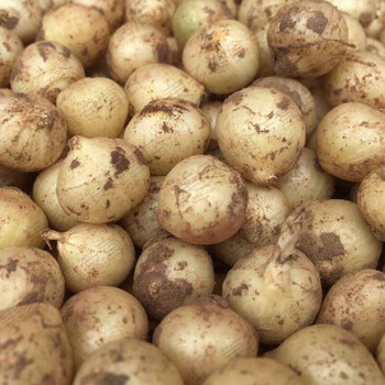 新鲜苦藠头四川野生苦芥苦叫苦蕌头小蒜苦茭团葱野葱头薤白 中大号