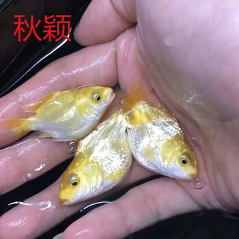 秋颖火红球体狮子头蝴蝶鲤熊猫锦鲤大鳍观赏耐寒活的直销冷水鱼 1条