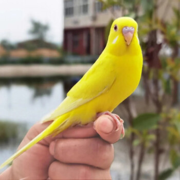 鳥活體鸚鵡活寵物鳥體虎皮黃化情侶鸚鵡活鳥鸚鵡鳥糧玄鳳黃紅眼一隻