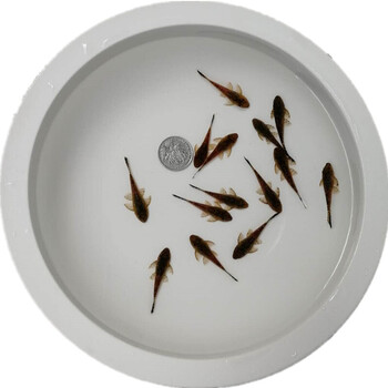 夏花室外好养锦鲤活小鱼苗热带鱼小清道夫35厘米3条吃缸池内垃圾的