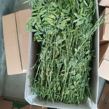 紫花苜蓿草烘干苜蓿草1kg 箱幼兔兔粮饲料牧草干草兔子龙猫荷兰猪新烘干头茬苜蓿草1箱 杆细叶多特别绿 图片价格品牌报价 京东
