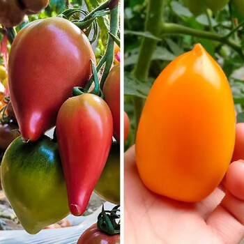 带土球西红柿圣女果种子沙瓤超特甜四季籽 红芒果 黄芒果番茄苗各12棵