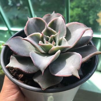 富士 凤凰 多肉植物 富士锦 凤凰锦 多肉锦网红盆栽饺子皮含原盆 图片价格品牌报价 京东